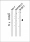 ADRA2B Antibody (Center)